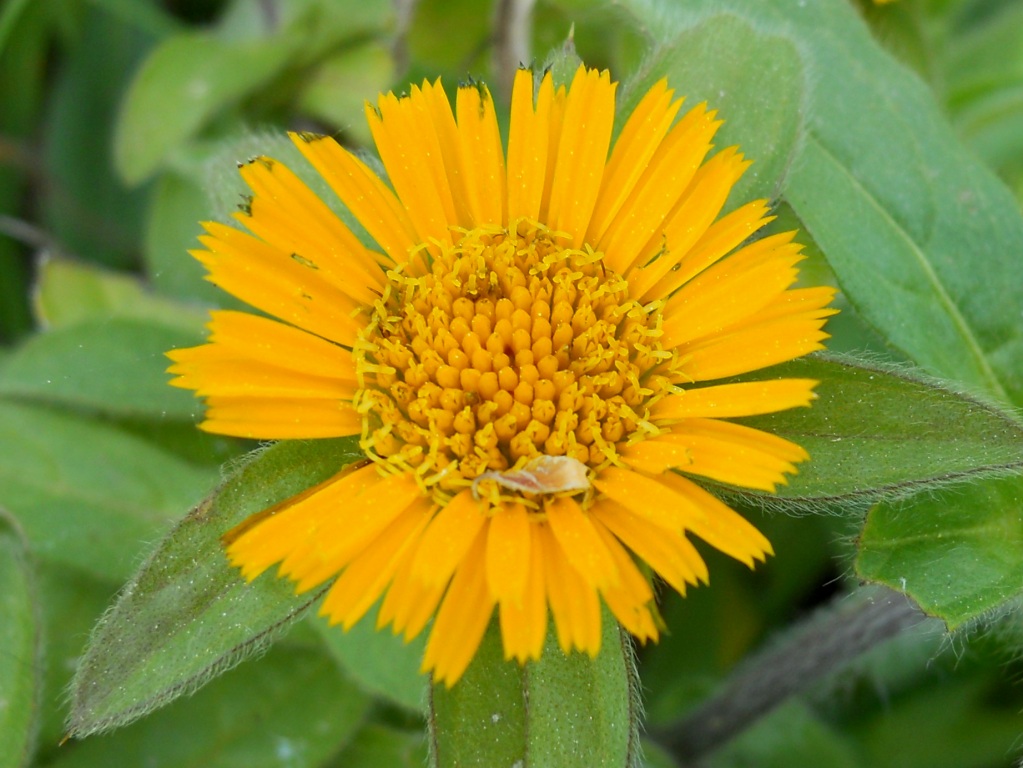 Asteracea 2 - Pallenis spinosa